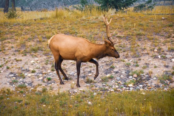 Nos incontournables pour visiter le parc national Jasper au Canada