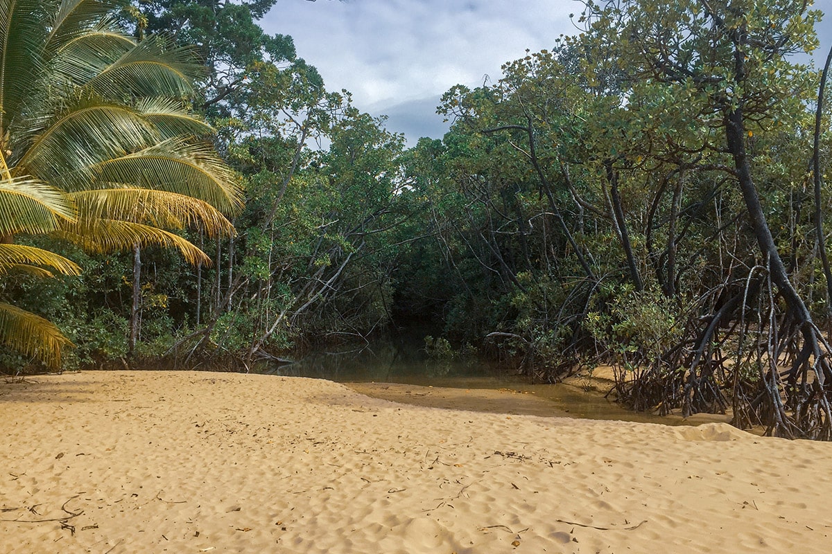 daintree forest