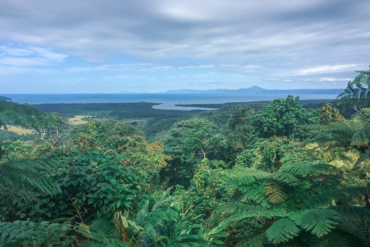 daintree forest