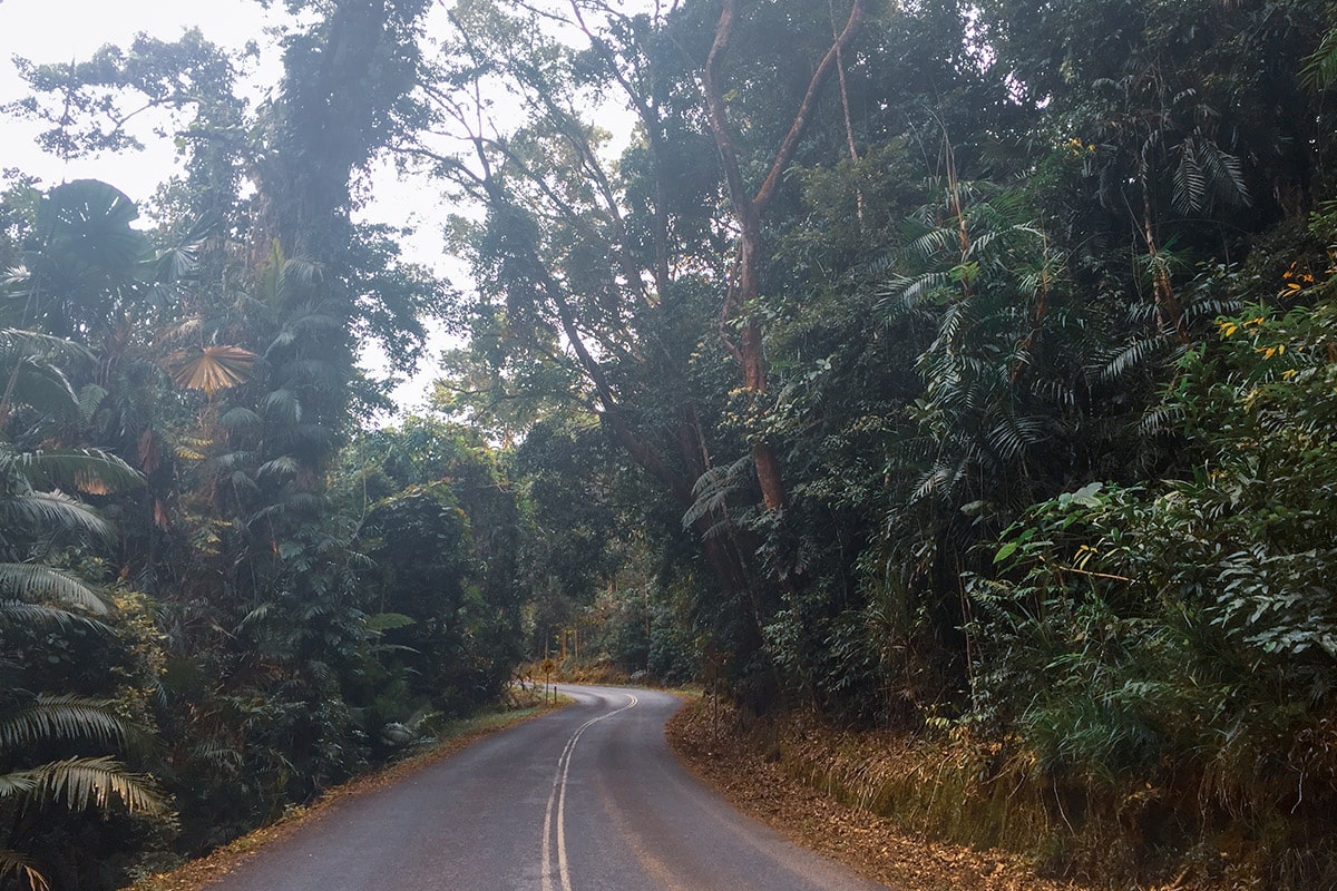 daintree forest