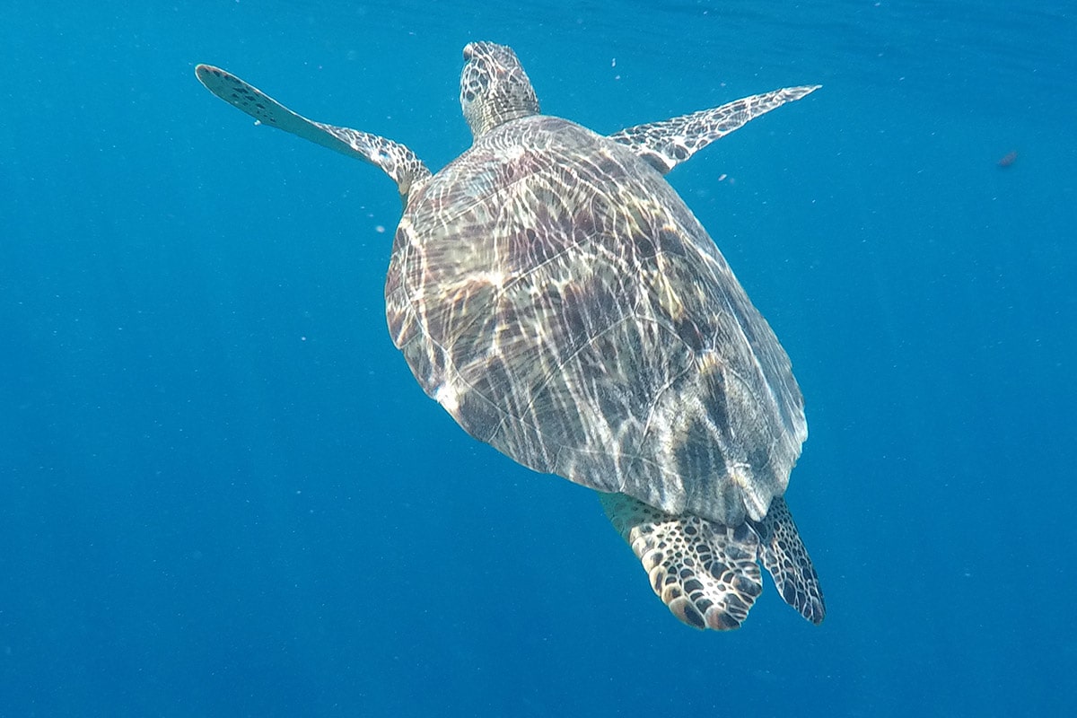 gili