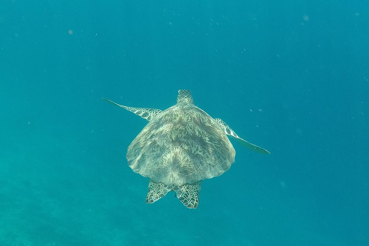 gili