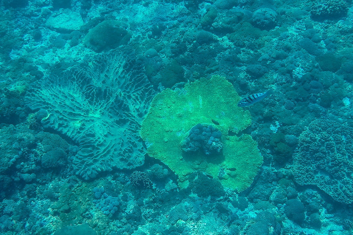 la grande barriere de corail
