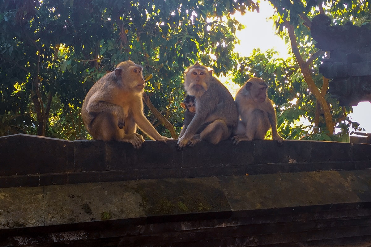 bali