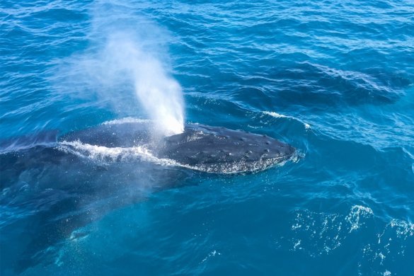 Moreton Island : à la rencontre des baleines en Australie