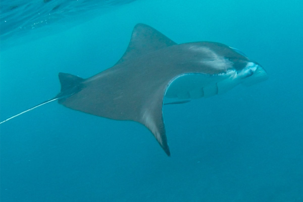 nusa penida