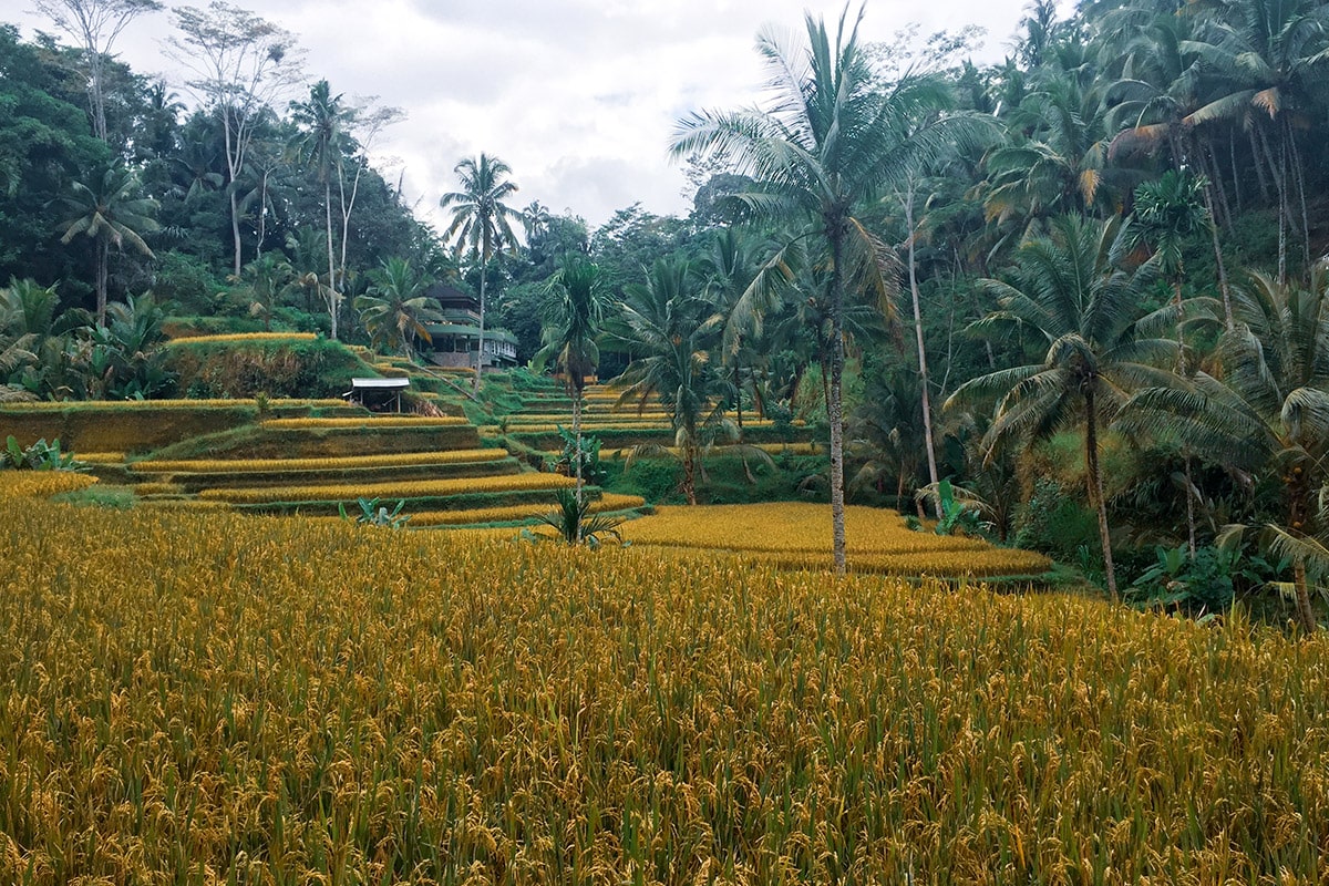 ubud