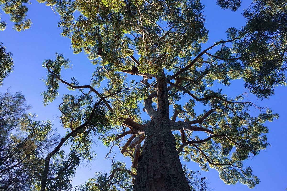 western australia