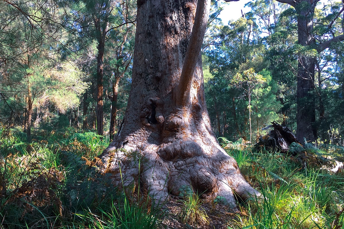 western australia