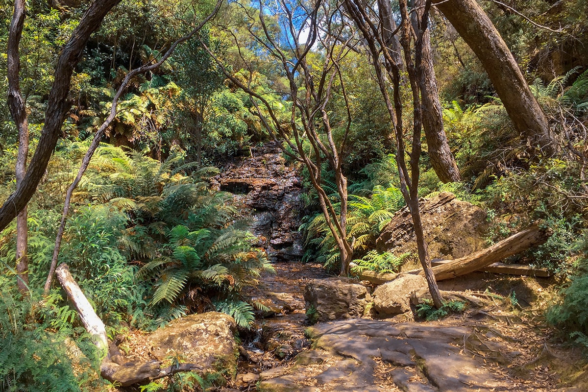 blue mountains