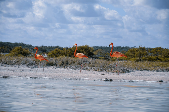 Visiter Rio Lagartos & Las Coloradas au Mexique